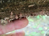 Dacryopinax elegans image