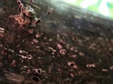 Dacryopinax elegans image
