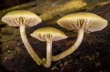 Simocybe centunculus var. centunculus image