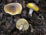 Floccularia albolanaripes image