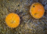 Cheilymenia fimicola image