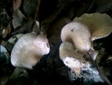 Pleurotus djamor image