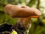 Gyromitra olympiana image