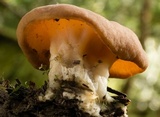Gyromitra olympiana image