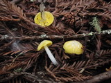 Hygrocybe flavifolia image