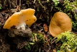 Gyromitra melaleucoides image