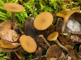 Ciboria rufofusca image