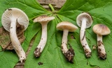 Hygrophorus vernalis image