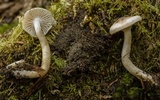 Hygrophorus vernalis image