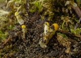 Hygrophorus vernalis image