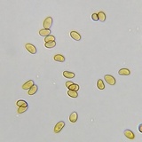 Flammulaster erinaceellus image