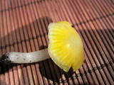 Hygrocybe flavifolia image