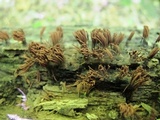 Stemonitis splendens image