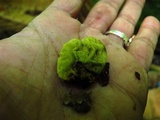 Entonaema liquescens image