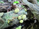 Entonaema liquescens image