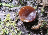 Peziza repanda image