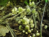 Coprinopsis variegata image
