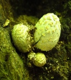 Coprinopsis variegata image