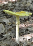 Amanita banningiana image