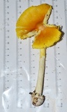 Amanita banningiana image