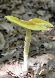 Amanita banningiana image