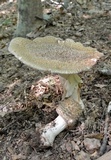 Amanita rubescens var. rubescens image