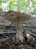 Amanita rubescens var. rubescens image
