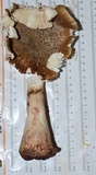 Amanita rubescens var. rubescens image