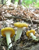 Cantharellus phasmatis image