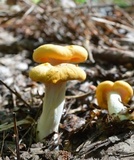 Cantharellus phasmatis image
