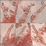 Pholiota spumosa image