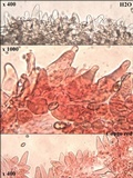 Pholiota spumosa image