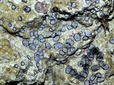 Porpidia albocaerulescens var. albocaerulescens image
