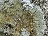 Porpidia albocaerulescens var. albocaerulescens image