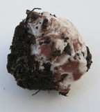Abortiporus biennis image