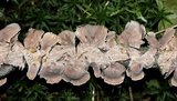 Stereum striatum image