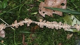 Stereum striatum image