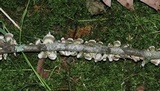 Stereum striatum image