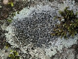 Physcia phaea image