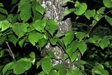 Stereum striatum image