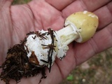 Amanita praecox image