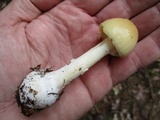 Amanita praecox image