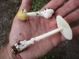Amanita praecox image