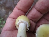 Amanita praecox image