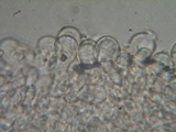 Amanita aprica image
