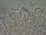 Amanita aprica image