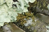 Melanohalea septentrionalis image