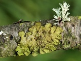 Melanohalea septentrionalis image