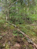 Amanita aprica image