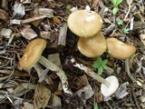 Melanoleuca cognata image